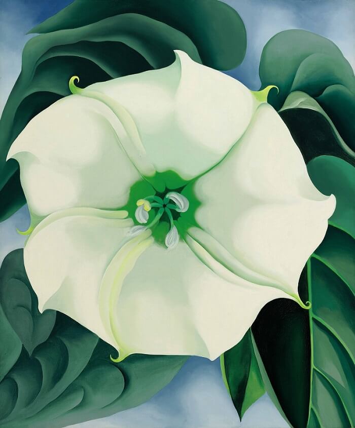 Jimson Weed/White Flower No.1